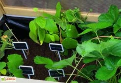 Axi Serre De Culture Sur Pieds En Bois Et Polycarbonate - 120 X 54 X 120 Cm -Garantia Soldes interieur serre sur pieds bois