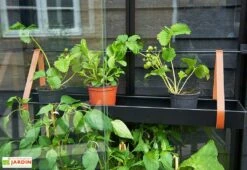 Mini Serre De Jardin En Verre Trempé – Juliana City 12 Mini Serre De Jardin En Verre Trempé – Juliana City -Garantia Soldes mini serre jardin verre trempe aluminium juliana city 4