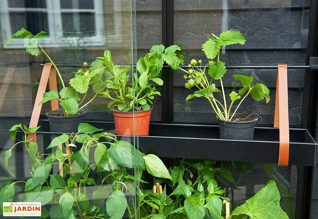 Mini Serre De Jardin En Verre Trempé – Juliana City 7 Mini Serre De Jardin En Verre Trempé – Juliana City – Image 5